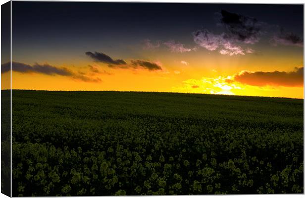 Rape flower field Canvas Print by Ian Purdy