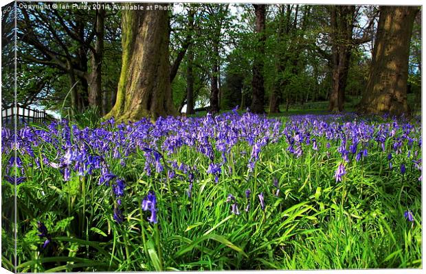 Bluebell wood Canvas Print by Ian Purdy