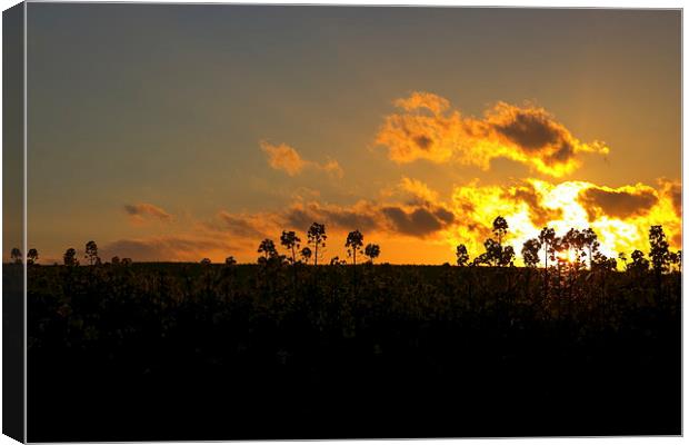Field sunset Canvas Print by Ian Purdy