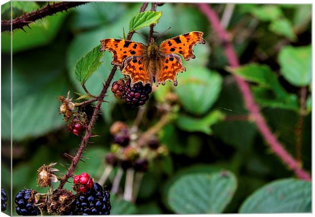 Comma butterfly Canvas Print by Ian Purdy