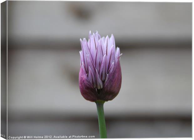 Chive Flower Canvas Print by Will Holme