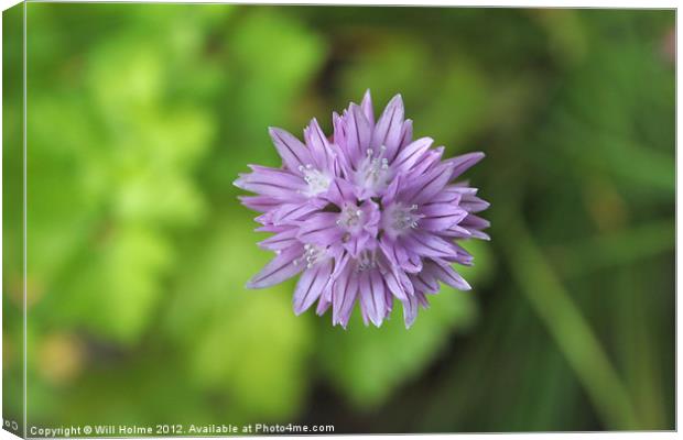Chive Flower From Above Canvas Print by Will Holme