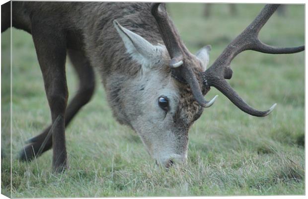 Grazing Stag Canvas Print by Will Holme