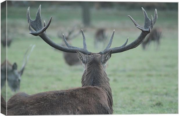 Stag Surveying Deer Herd Canvas Print by Will Holme