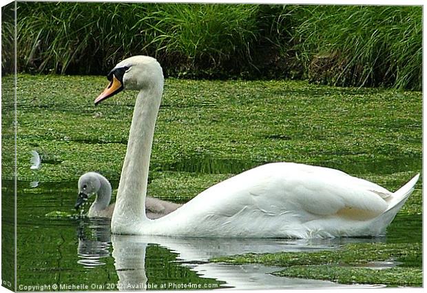 Swan and Signet Canvas Print by Michelle Orai