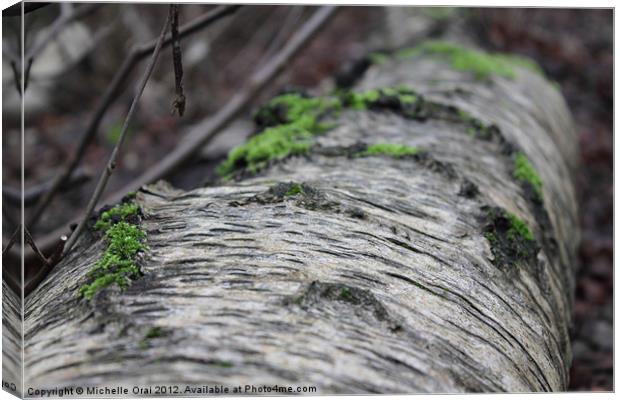 Bark and Moss Canvas Print by Michelle Orai