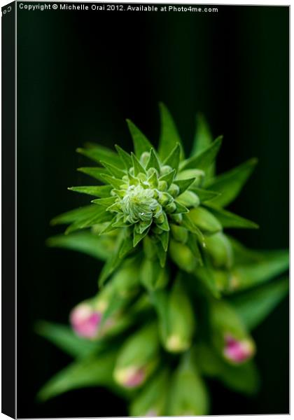 Foxglove Canvas Print by Michelle Orai