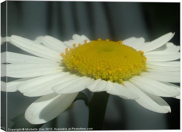 Flat Daisy Canvas Print by Michelle Orai