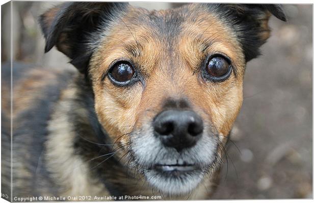 Little Dog, Big Eyes Canvas Print by Michelle Orai