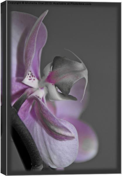 Pink Orchid Canvas Print by Michelle Orai