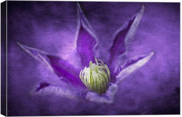 Clematis Canvas Print by Michelle Orai