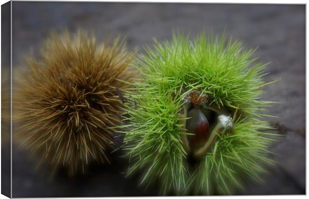 A prickly pair Canvas Print by Michelle Orai