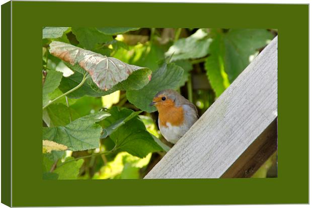 Little Robin Canvas Print by Michelle Orai