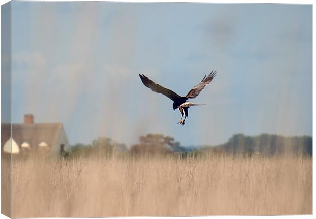 Marsh harrier returning with lunch Canvas Print by dennis brown