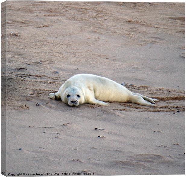 grey seal pup Canvas Print by dennis brown