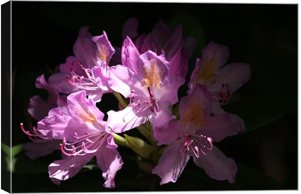 Shaded Rhododendron Canvas Print by Linda Brown