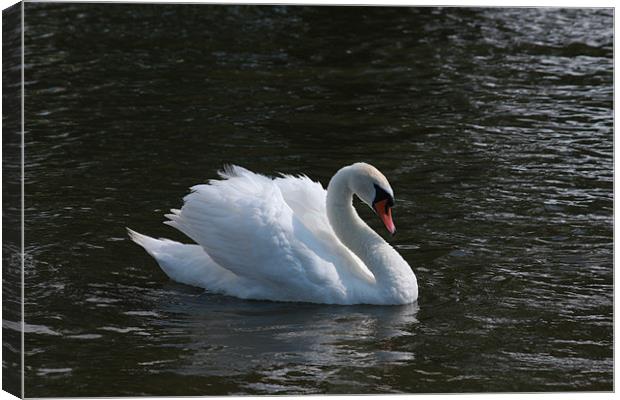 Swan on Norfolk Broads Canvas Print by Linda Brown