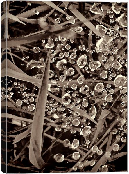 Gemdrops toned 3 Canvas Print by Rod Ohlsson