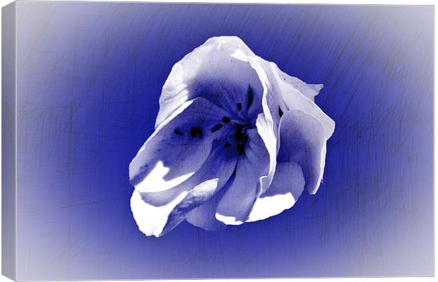 White petal on blue Canvas Print by Rod Ohlsson