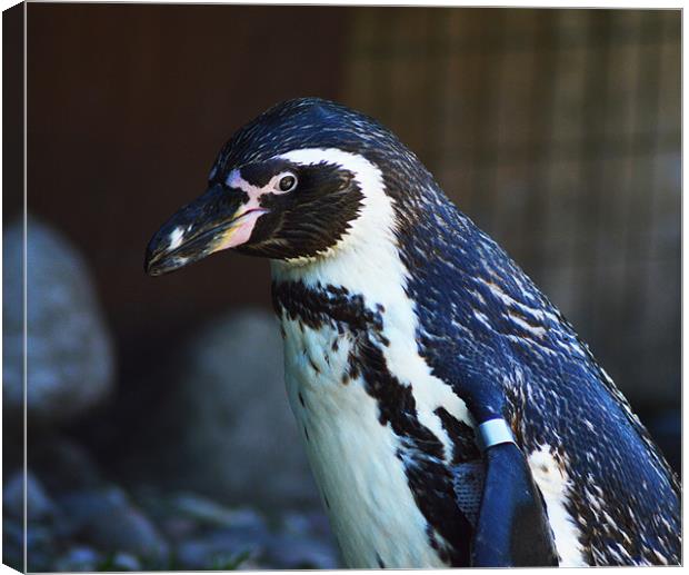 Humboldt penguin Canvas Print by Ade Robbins