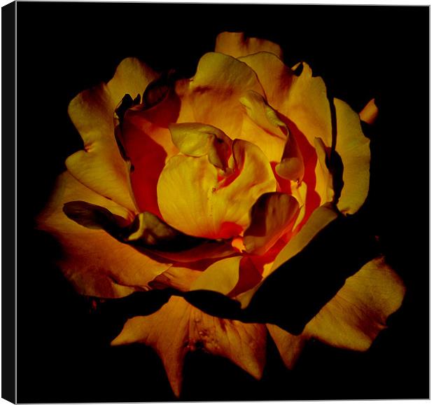 Yellow Rosey Flower Canvas Print by Ade Robbins
