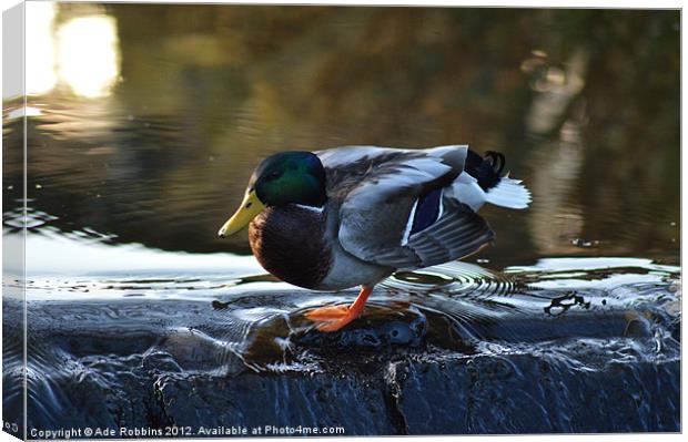 Duck N Dive Canvas Print by Ade Robbins