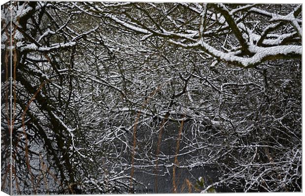 Snowy branches Canvas Print by Ade Robbins