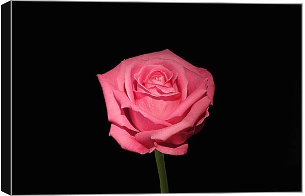 Pink Rose On Black Canvas Print by Philip Dunk