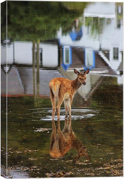 Baby Deer in the Harbour Canvas Print by Claire McQueen