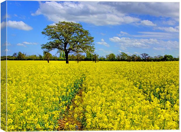 Mellow Yellow Canvas Print by Colin Williams Photography