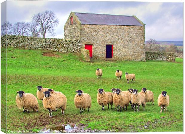 Sheep - Wensleydale Canvas Print by Colin Williams Photography
