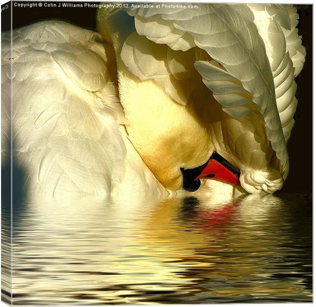 Swan Reflections Canvas Print by Colin Williams Photography