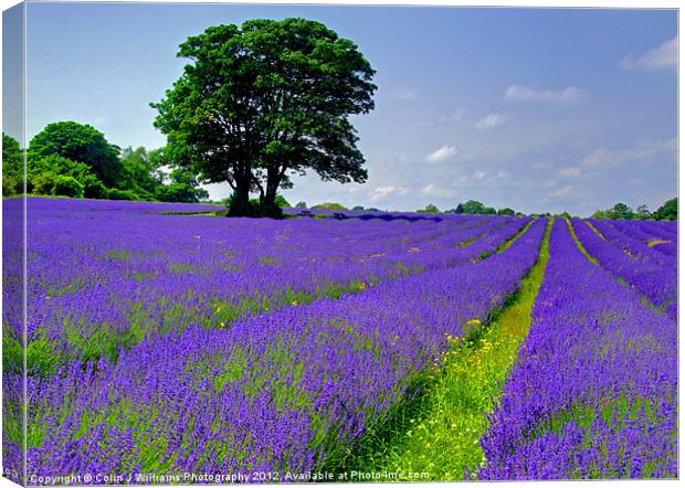 Mayfield Lavender Fields 2 Canvas Print by Colin Williams Photography