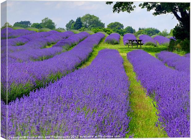 Mayfield Lavender Fields 1 Canvas Print by Colin Williams Photography