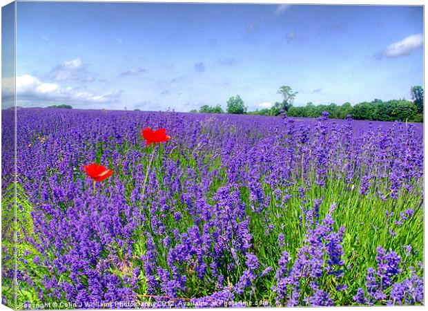 Mayfield Lavender Fields 3 Canvas Print by Colin Williams Photography