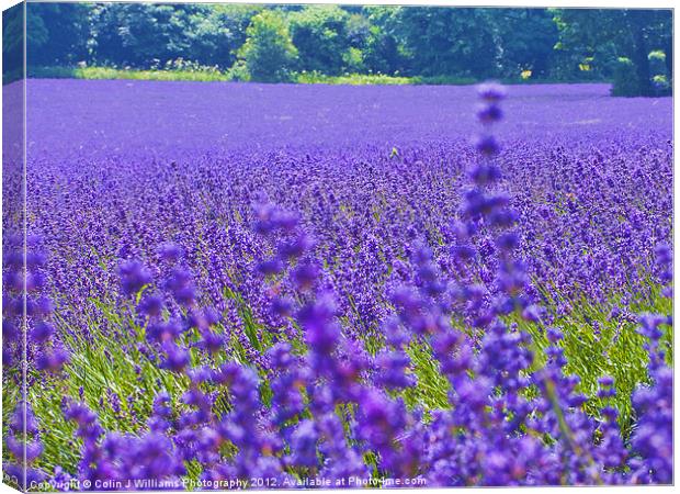Mayfield Lavender Fields 4 Canvas Print by Colin Williams Photography
