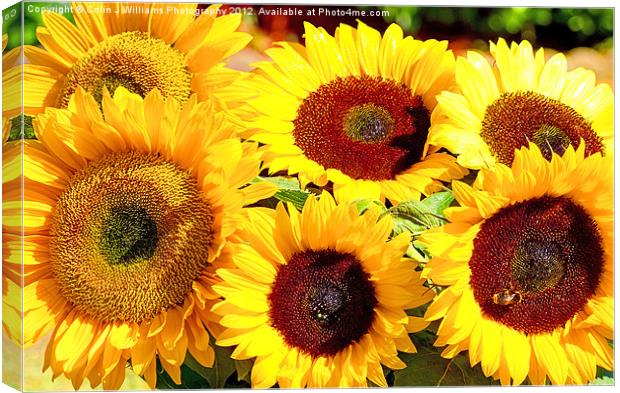 A Vase Of Sunflowers Canvas Print by Colin Williams Photography