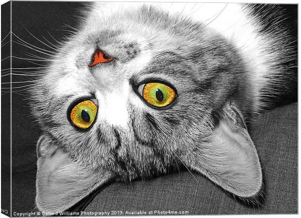The Eyes Have It !! Canvas Print by Colin Williams Photography
