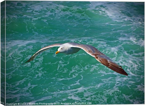 Seagull Brighton Canvas Print by Colin Williams Photography