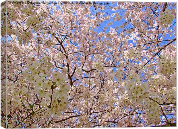  Spring Blossom Canvas Print by Colin Williams Photography