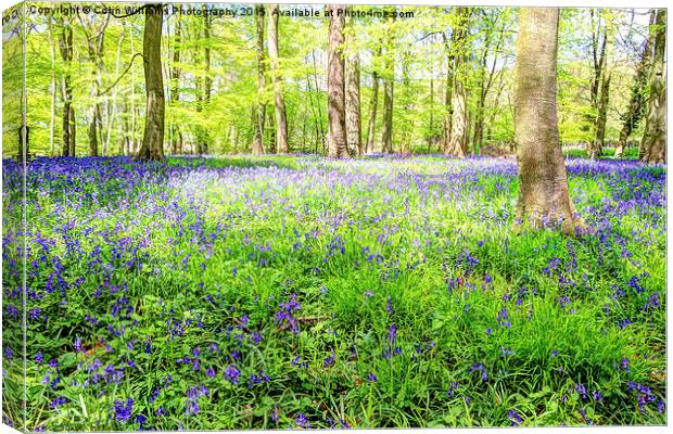  Bluebell Woodlands 3 Canvas Print by Colin Williams Photography
