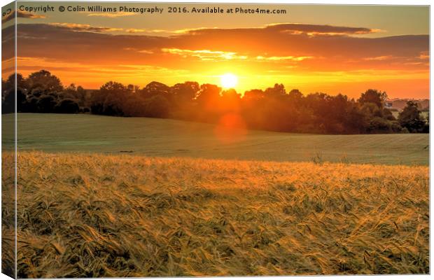 Sunrise over A Field of Winter Barley Canvas Print by Colin Williams Photography