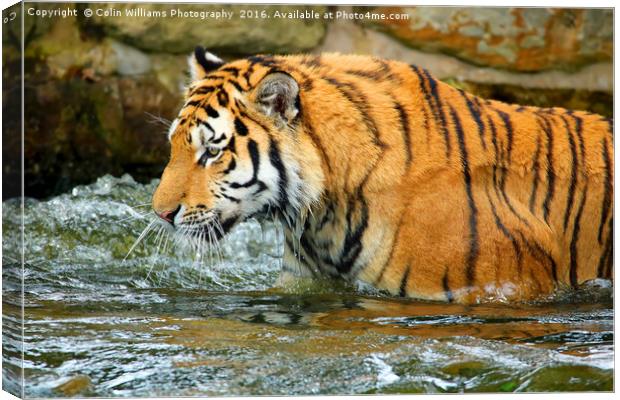 The Eye Of The Tiger - 1 Canvas Print by Colin Williams Photography
