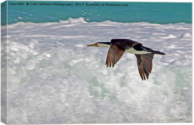 Australian Pied Cormorant Canvas Print by Colin Williams Photography