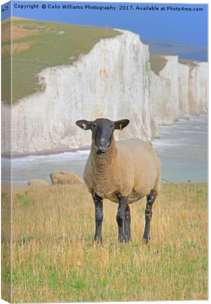 Sheep and the Seven Sisters 3 Canvas Print by Colin Williams Photography