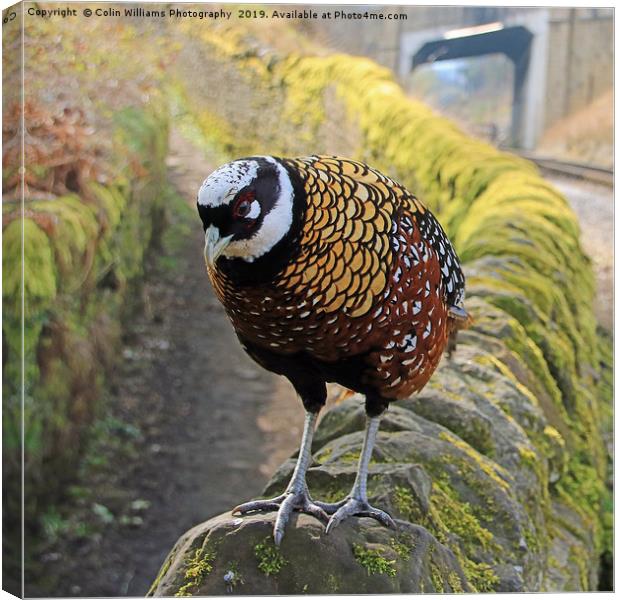 A Very Rare Reeves  Pheasant seen near Haworth  Canvas Print by Colin Williams Photography