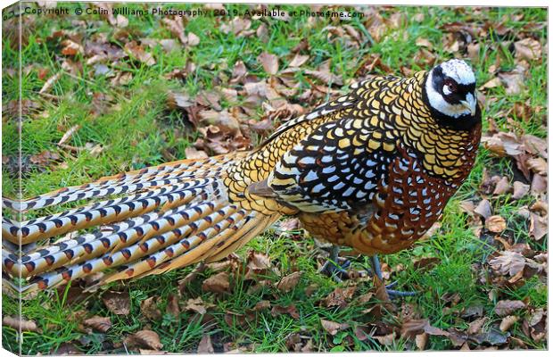  Reeves Pheasant seen near Haworth  Canvas Print by Colin Williams Photography