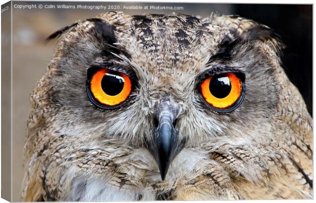 Eagle Owl Eyes Follow you Round the Room. Canvas Print by Colin Williams Photography