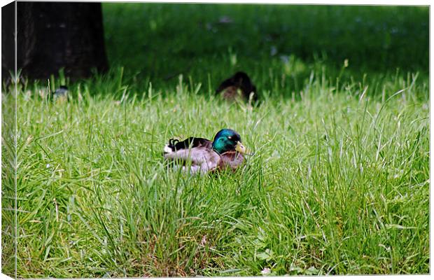 Duck in Field Canvas Print by Tony Murtagh