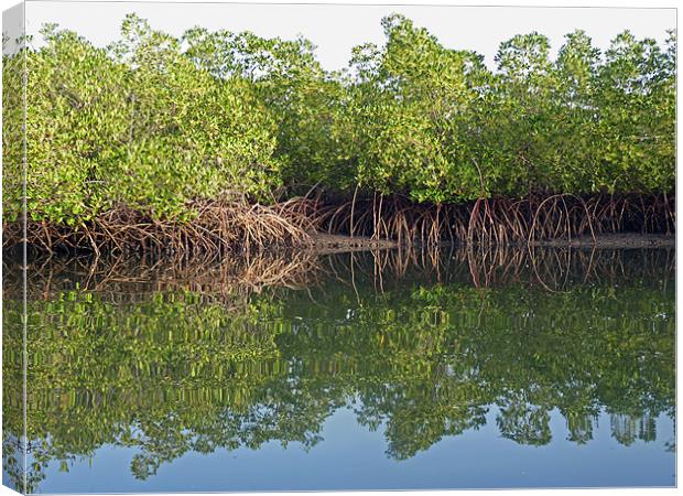 Mangrove Reflections Canvas Print by Tony Murtagh